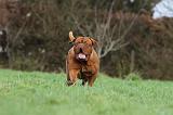 DOGUE DE BORDEAUX 174